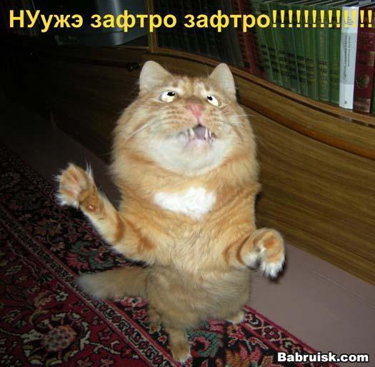 кот-бегемот в рот
