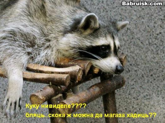 Енот-извращенец