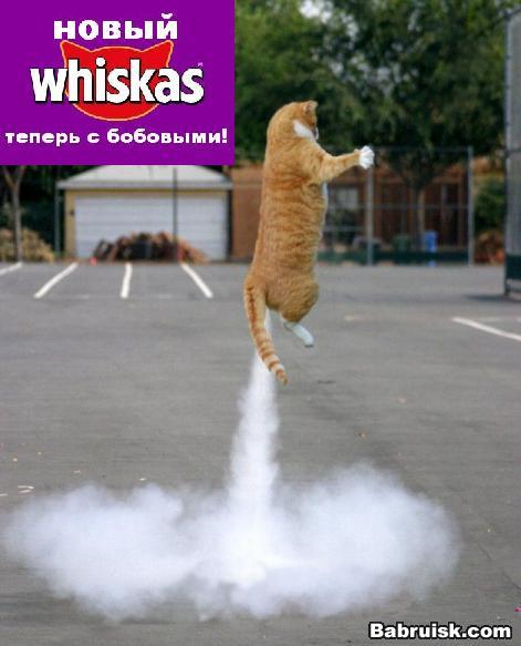 котячный корм