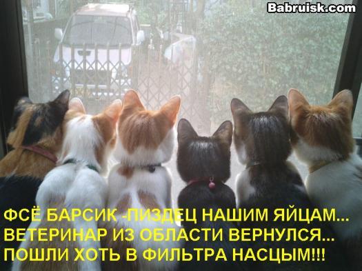 кастрация на дому