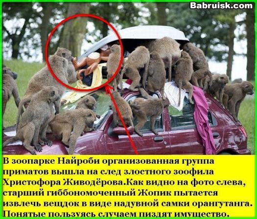 вести из топки. Бонизоб не обнаружен