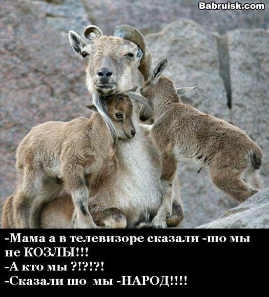 козлы