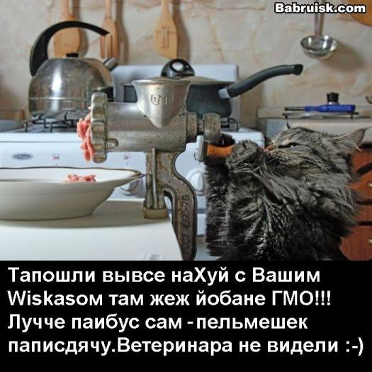 пельмени из яиц ветеринара о_О