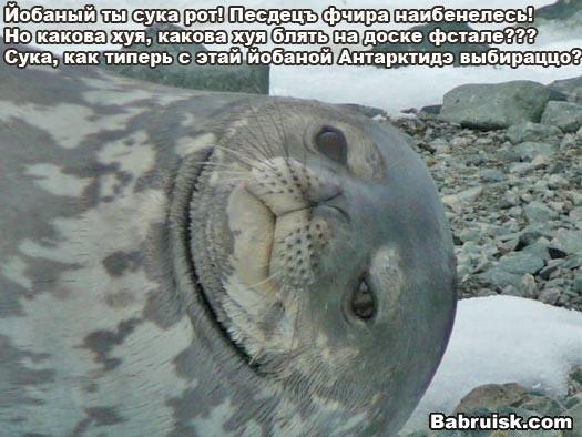 нажрался в дрова