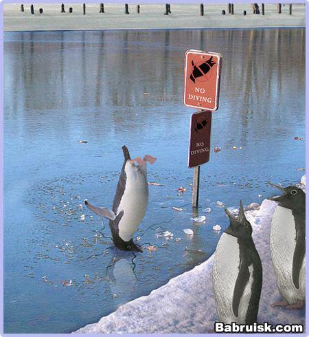 penguin