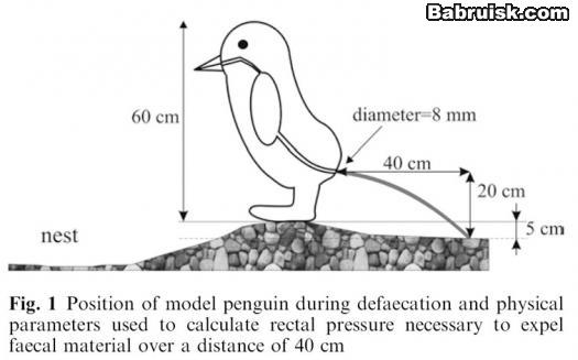 penguin1
