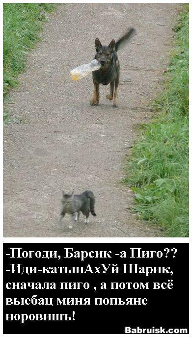 барсик