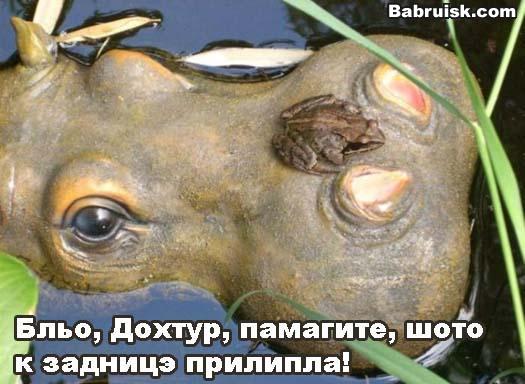 бегемот