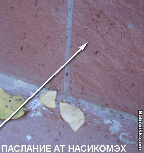 мир насекомых