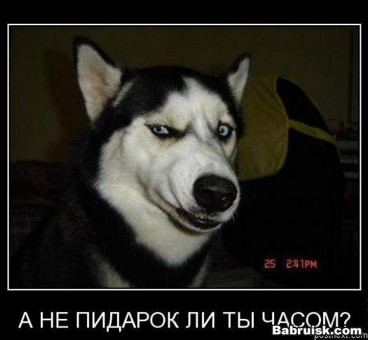 кто пидар?