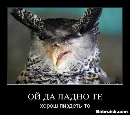 забавные животные
