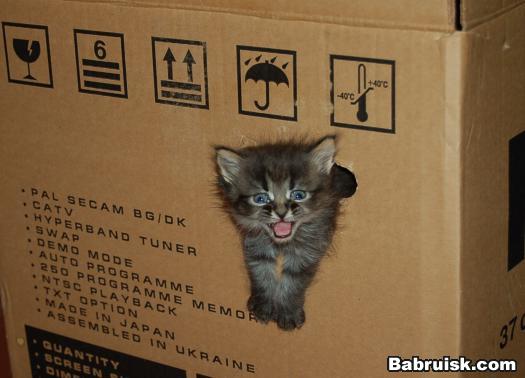 котенок в коробочке
