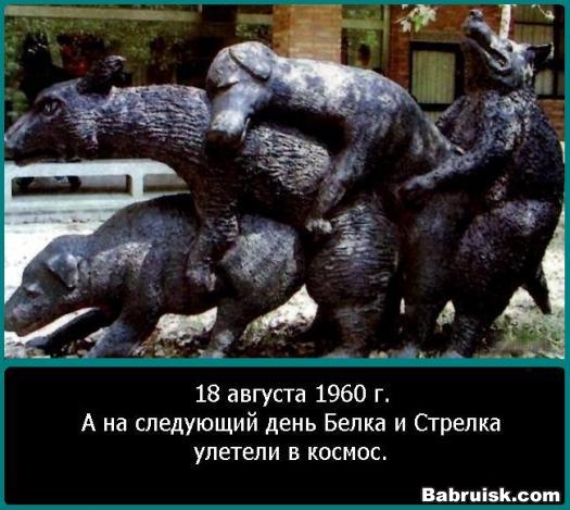 задолбавший кролик