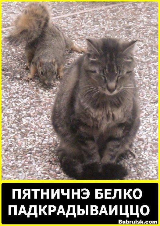 злобная белка сожрала кота - такая вот братцы, случилась беда...