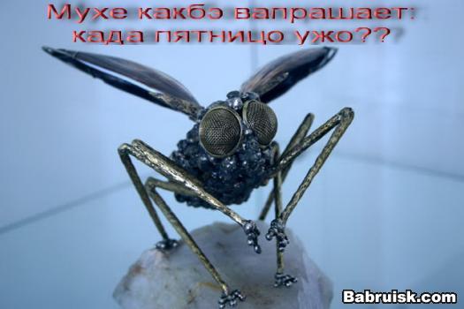 муха дрозофила - мечта зоофила О_О