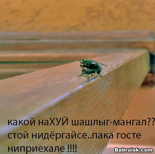 секс с мухами