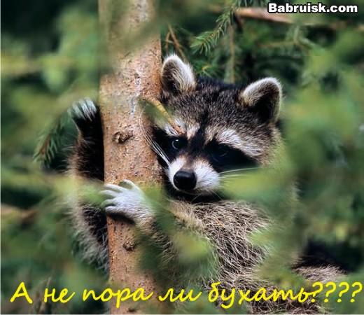 raccoon