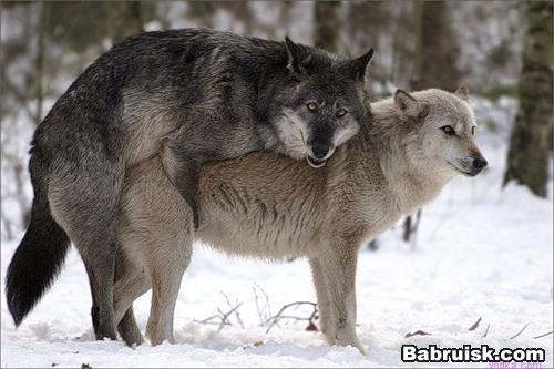 звери
