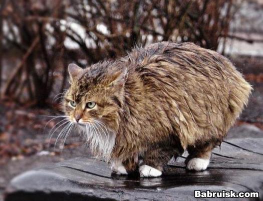 мокрый кот