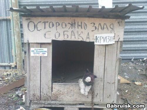 дрессировка собак