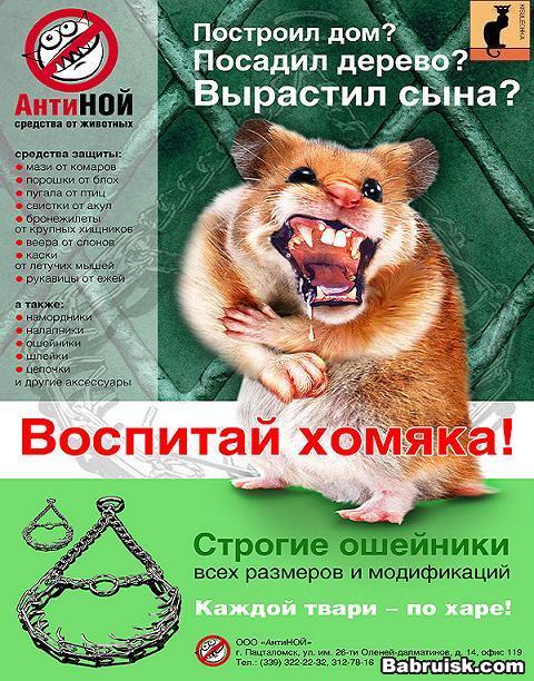 как воспитать хомяка