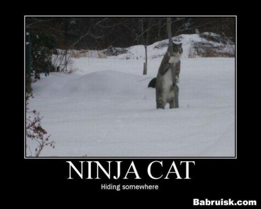ninja