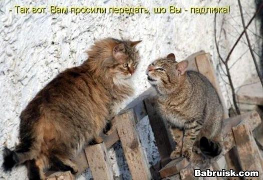 недовольный кот