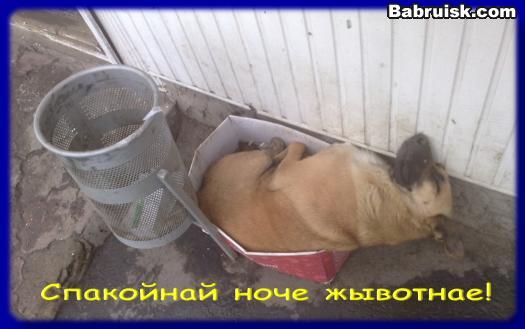 собака в коробке