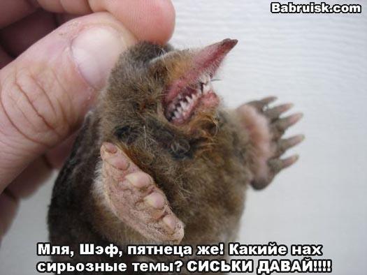 крот
