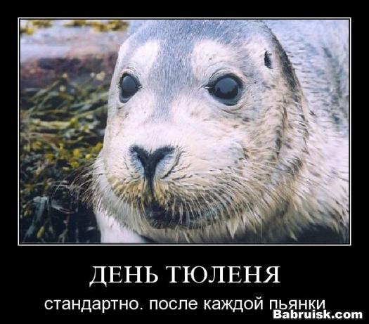 день тюленя