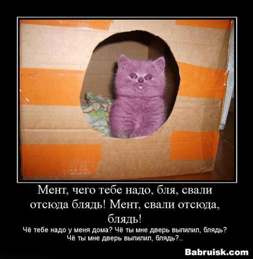 дверь запили