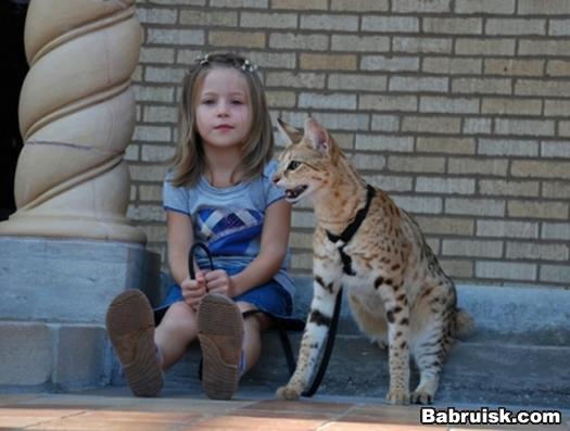 гигантский кот