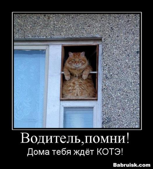 кот в окне
