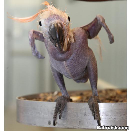 кур