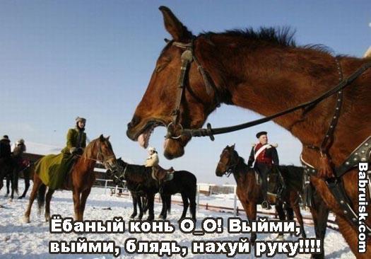 бедный конь Буденого