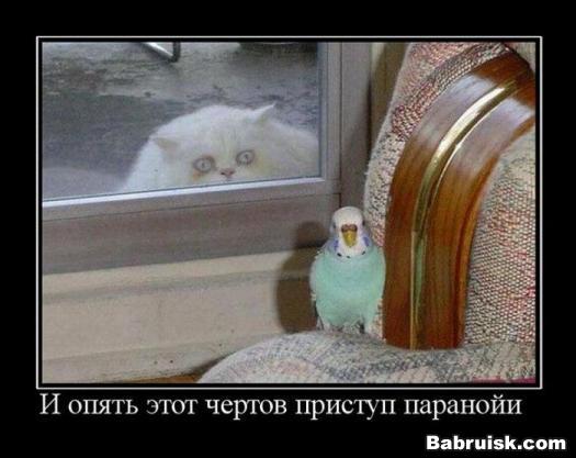 как вылечить кошку страдающую паранойей и маниакально-депрессивным психозом. или проще прстрелить?
