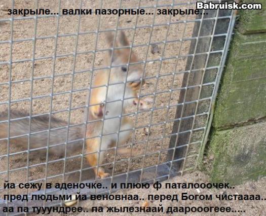В британском графстве Стаффордшир белке запретили кататься на аттракционе, Руководство парка аттракционов Alton Towers запретило местной белке приближаться к аттракциону Sonic Spinball, установив для этого приборы, испускающие ультразвук. Серая белка, которую прозвали Соник, стала известна тем, что залезала на американские горки во время их утреннего запуска и каталась на них. По словам представителей администрации парка, это было опасно как для самого зверька, так и для посетителей. Более того, Соник воровал еду у работников парка, бегал по свежевыкрашенным поверхностям, оставляя отпечатки своих лапок.