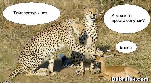 гну
