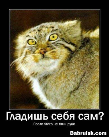 манул