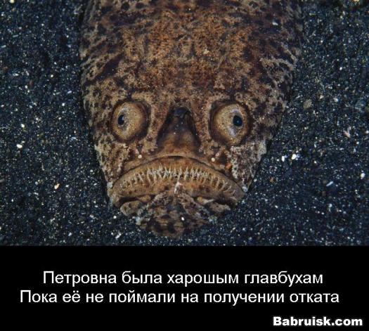 как получить откат