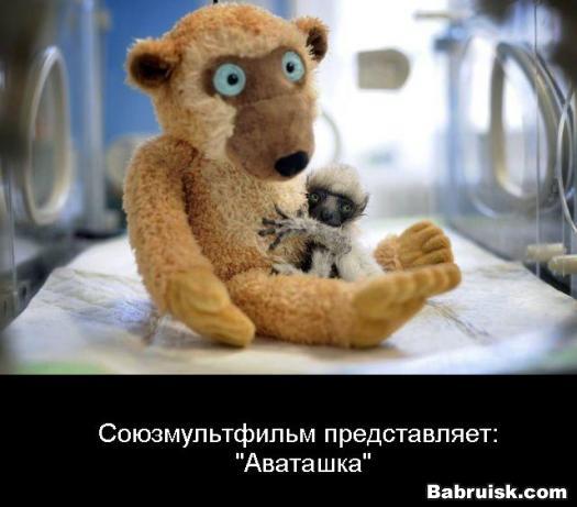 сцуконах