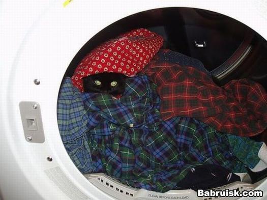 как постирать кота