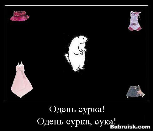 сурок, день сурка, одень сурка, сука!