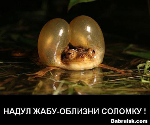 как вдуть жабе. в смысле, как надуть лягушку