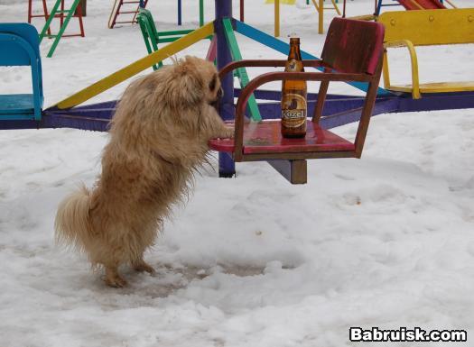 собака пьет пиво