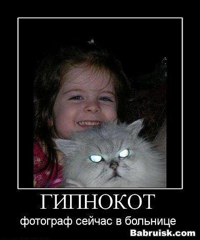 гинокот