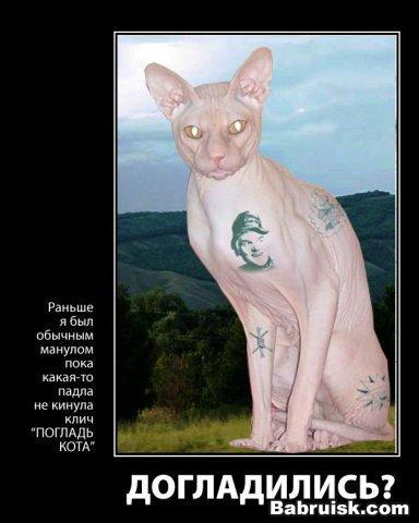 татуированный кот
