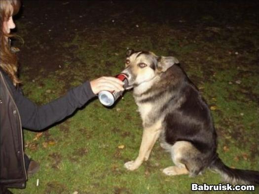 пьющая собака