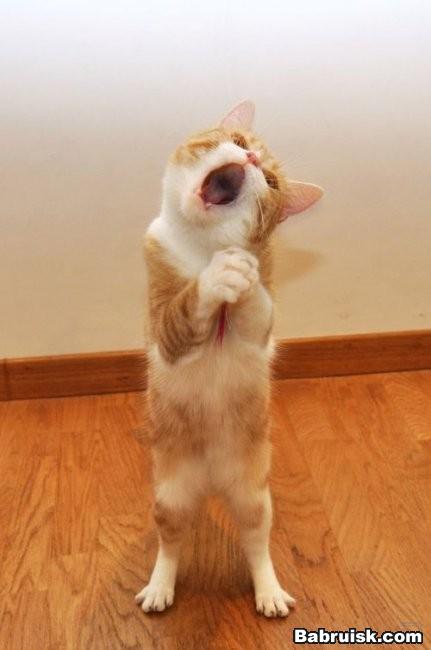котик