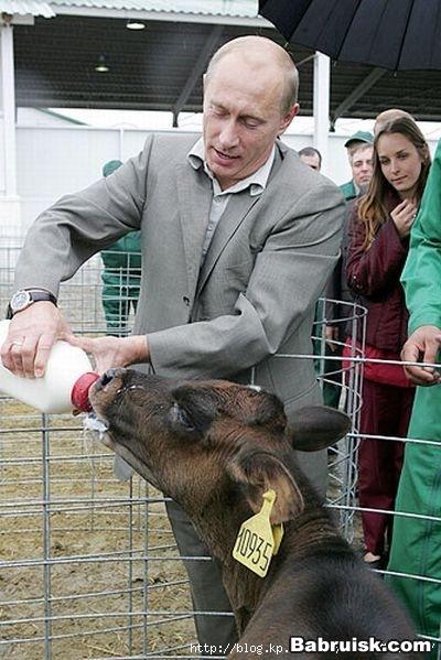 кормление телят